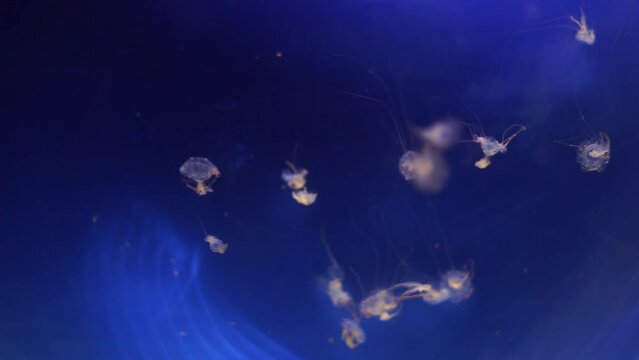 rare jellyfish swim in the water