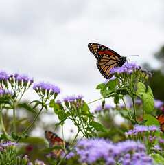 butterfly on a flower