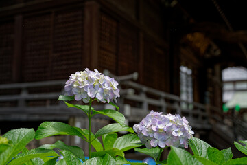 紫陽花が満開の白山神社