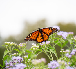 monarch butterfly on flower