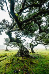 Fanal Forest. Misty forest in Fanal.  Old laurel tree in laurel tree forest in madeira in Portugal