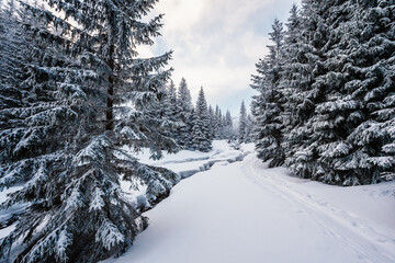 Obraz premium Alpine mountains landscape with white snow and blue sky. Sunset winter in nature. Frosty trees under warm sunlight. Wonderful wintry landscape. Low Tatras, Slovakia