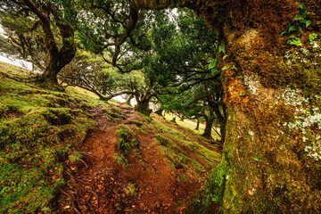 Obraz premium Fanal Forest. Misty forest in Fanal. Old laurel tree in laurel tree forest in madeira in Portugal