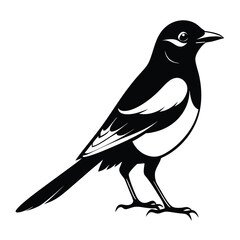 Magpie bird black and white Silhouette Art. Oriental magpie robin bird design on white background. Easy editable layered illustration. Wild Animals.