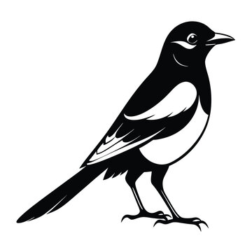 recommend clip art: Magpie bird black and white Silhouette Art. Oriental magpie robin bird design on white background. Easy editable layered illustration. Wild Animals.