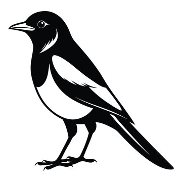 recommend clip art: Magpie bird black and white Silhouette Art. Oriental magpie robin bird design on white background. Easy editable layered illustration. Wild Animals.