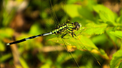 Dragonfly feeding on insects on a green leaf with plants on a blurred natural green background