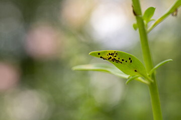 Antirrhinum rust. The most serious disease of snapdragons. It is a fungal disease that produces...