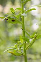 Antirrhinum rust. The most serious disease of snapdragons. It is a fungal disease that produces...