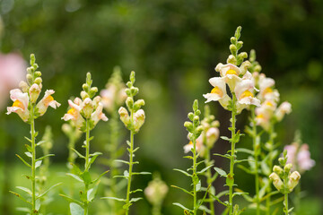 Antirrhinum rust. The most serious disease of snapdragons. It is a fungal disease that produces dark brown spore pustules on the undersides of the leaves.