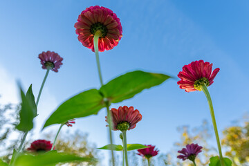 Obraz premium Beautiful multicolored zinnias. Zinnia flower bed. Zinnias in full bloom background. Low angle view.