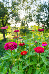 Obraz premium Beautiful multicolored zinnias. Zinnia flower bed. Zinnias in full bloom background.