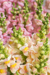 Beautiful pastel colored snapdragons. Snaps close up. Various colors snapdragon flowers background.