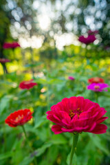 Beautiful multicolored zinnias. Zinnia flower bed. Zinnias in full bloom background.