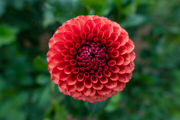 Brown sugar dahlia flower. Beautiful rusty red ball variety dahlia close up.