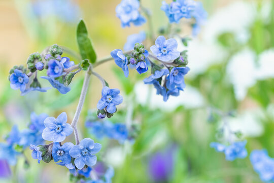 Chinese Forget me Not, Cynoglossum amabile. Delicate tiny blue flowers.