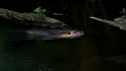 Eurasian beaver, Castor fiber, swimming in water.