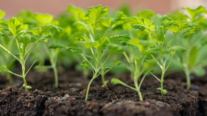 Feverfew seedlings in soil blocks. Soil blocking is a seed starting technique that relies on...