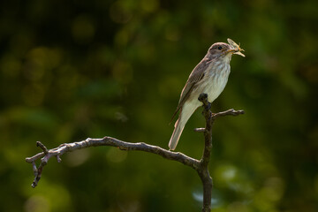 Spotted Flycatcher, Muscicapa striata with prey in beak.