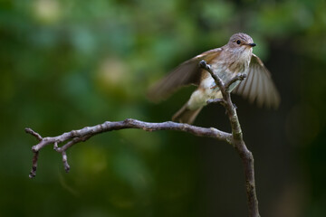 Spotted Flycatcher, Muscicapa striata spreading wings front view.