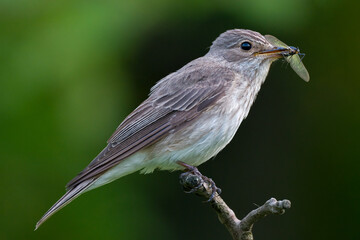 Spotted Flycatcher, Muscicapa striata with prey in beak.