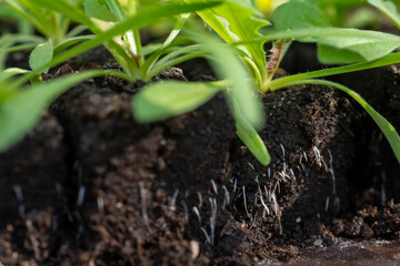 Statice seedlings in soil blocks. Air pruning means that the initial roots slightly dry out and...