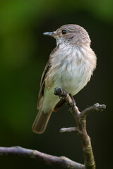 Spotted Flycatcher, Muscicapa striata side view.