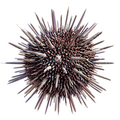 Fototapeta premium Clipart illustration of sea urchin on a white background. Suitable for crafting and digital design projects.[A-0001]