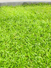 green grass background