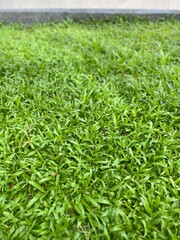 green grass background