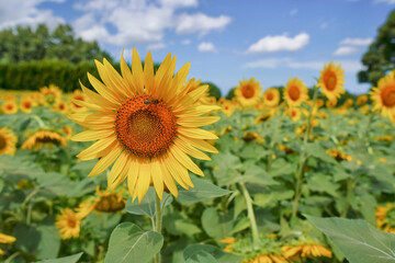 ひまわり畑の夏の彩り