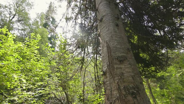 The gaint tree in bottom of forest