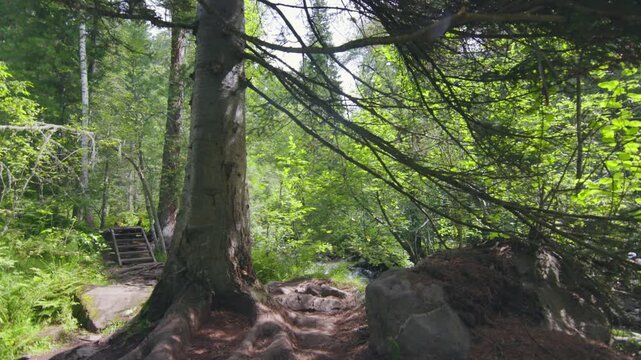 The gaint tree in bottom of forest