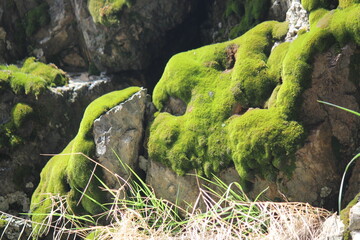 green moss on the rocks