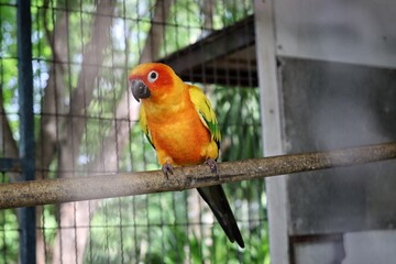 Bird parrot in the cage