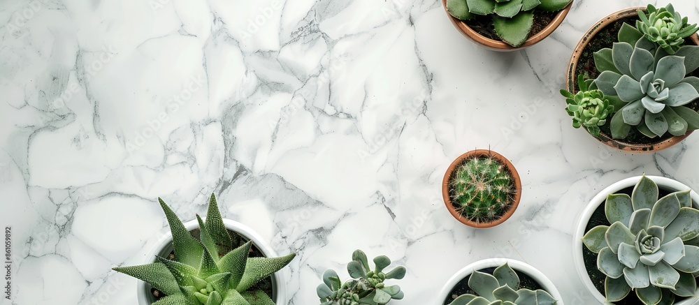 Fototapete Flat lay composition with different succulent plants in pots on marble table, space for text. Home decor. with copy space image. Place for adding text or design