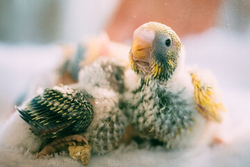 生後間もないセキセイインコの雛