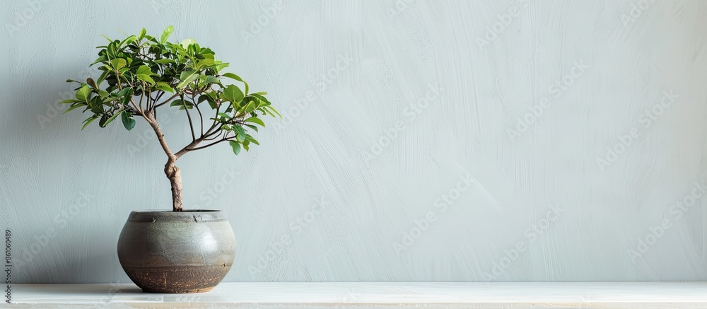 Fototapete ficus in a pot. with copy space image. Place for adding text or design