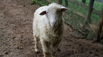 White sheep standing on a muddy path in a fenced farm area with green foliage background during a cloudy day