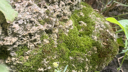 close-up texture of stone overgrown with moss