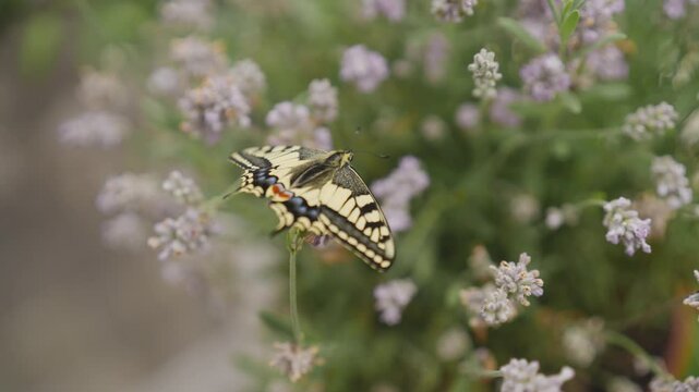 Macro shot of a newly hatched swallowtail butterfly on lavender