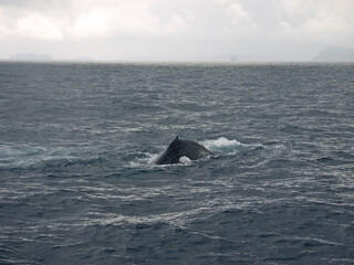 Lonely Humpback whale swimming in the sea, whale watching on Zamami island, Japan, Okinawa