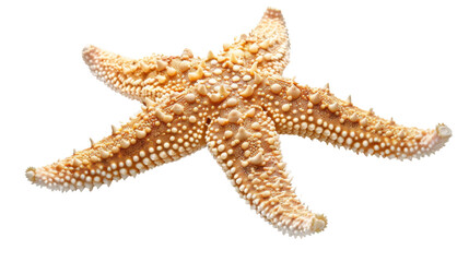 A starfish. The starfish is tan and has a lot of small dots on it. Isolated on transparent background.