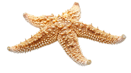 A starfish. The starfish is tan and has a lot of small dots on it. Isolated on transparent background.