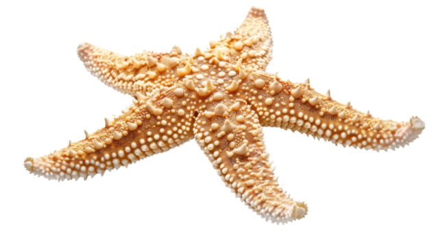 A starfish. The starfish is tan and has a lot of small dots on it. Isolated on transparent background.