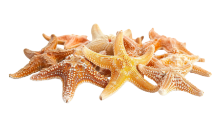 A bunch of small yellow and orange starfish are piled on top of each other. Isolated on transparent background.