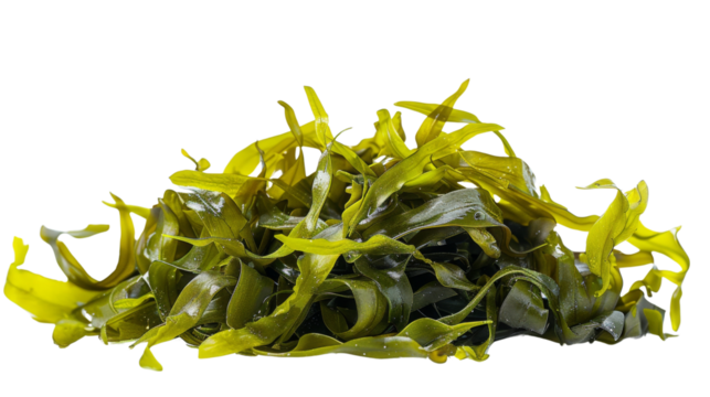 A pile of green seaweed. Isolated on transparent background.