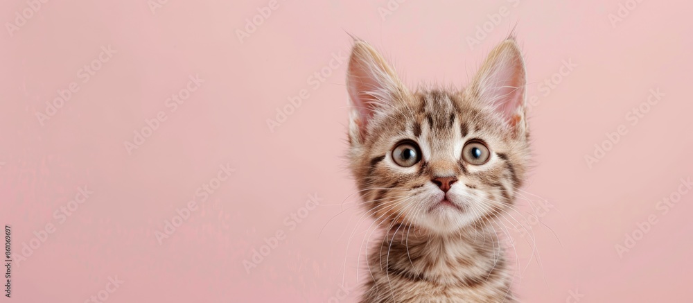Poster cute kittens cat pastel background isolated cat hair. with copy space image. place for adding text o