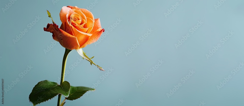 Poster orange bud rose flower isolated on pastel background. with copy space image. place for adding text o