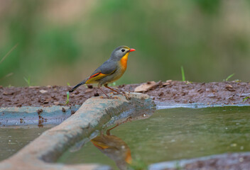 Red-billed leiothrix bird resting in its habitat in the foliage. Close up, selective focus.